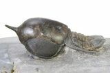 Pelagic Trilobite (Cyclopyge) Fossil - Huge Eyes #316659-1